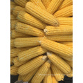 Canned sweet corn 800g